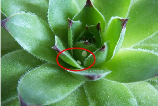 多肉植物急救办法，赶紧收藏！