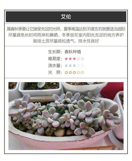 26种超好养的多肉植物（内附养殖办法）