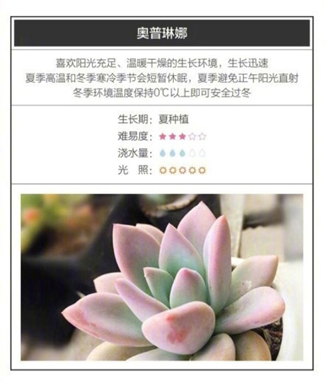 26种超好养的多肉植物（内附养殖办法）