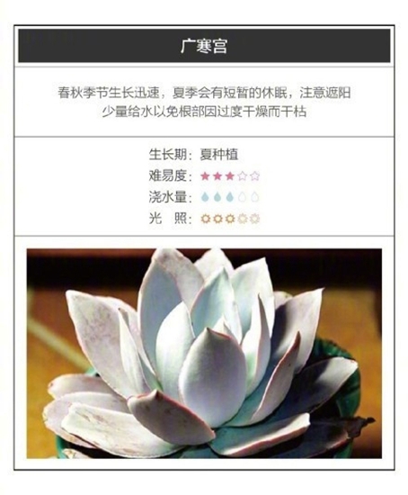 26种超好养的多肉植物（内附养殖办法）