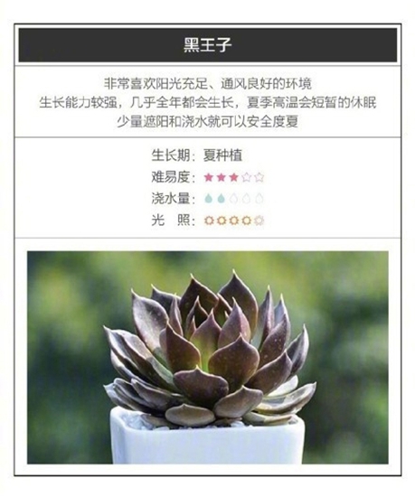 26种超好养的多肉植物（内附养殖办法）