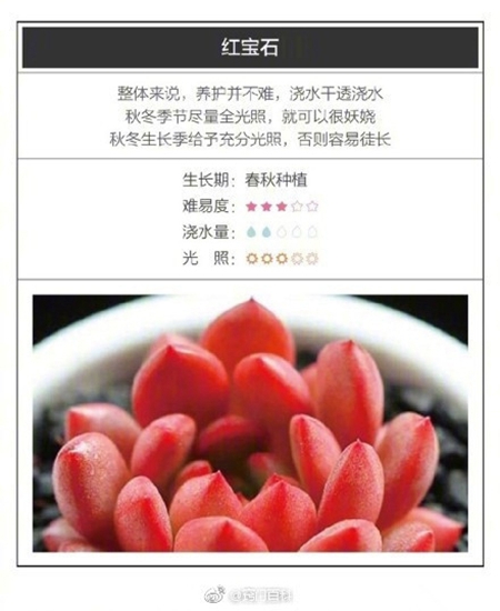 26种超好养的多肉植物（内附养殖办法）