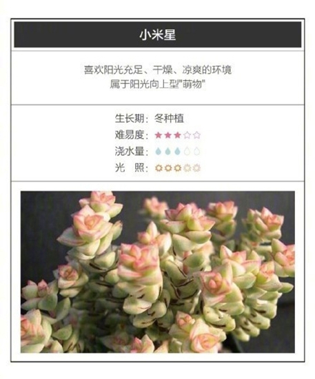 26种超好养的多肉植物（内附养殖办法）