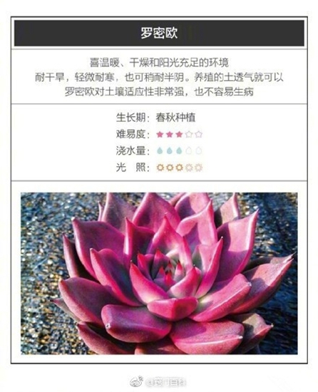 26种超好养的多肉植物（内附养殖办法）