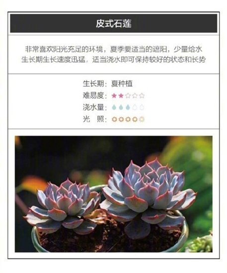 26种超好养的多肉植物（内附养殖办法）
