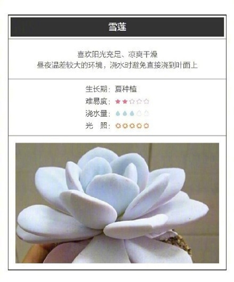 26种超好养的多肉植物（内附养殖办法）