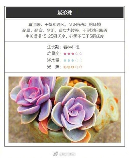 26种超好养的多肉植物（内附养殖办法）