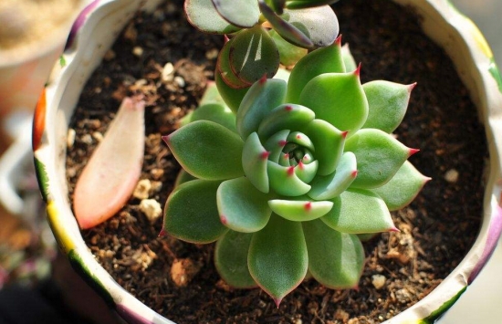 多肉植物如何用药 多肉植物如何用药