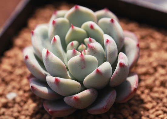 多肉植物如何用药 多肉植物如何用药