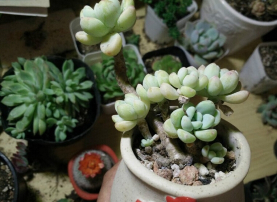 多肉植物如何用药 多肉植物如何用药