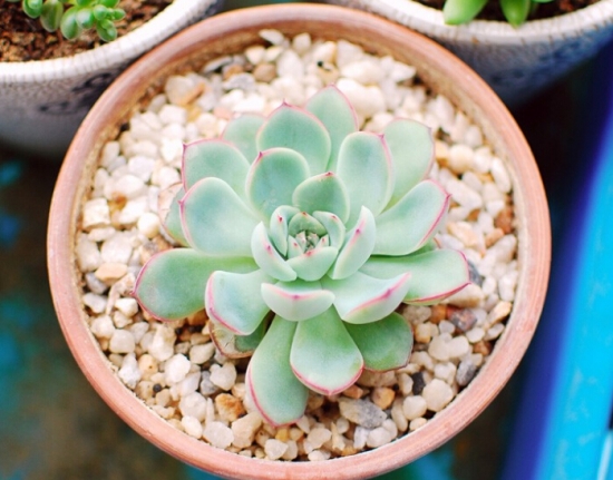 多肉植物如何用药 多肉植物如何用药