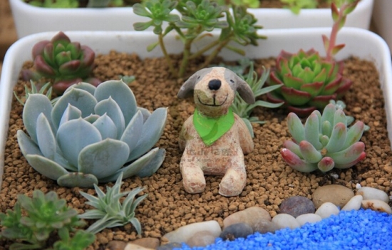 多肉植物如何用药 多肉植物如何用药