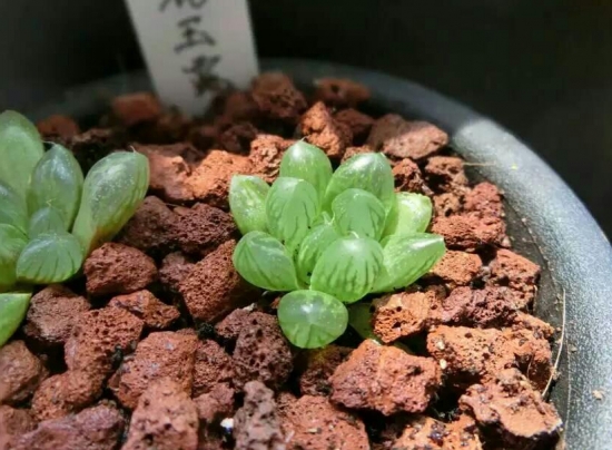 多肉植物如何用药 多肉植物如何用药