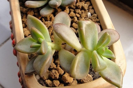 多肉植物如何用药 多肉植物如何用药