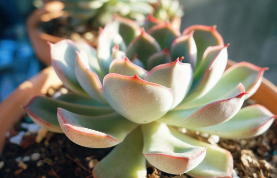 多肉植物如何用药 多肉植物如何用药