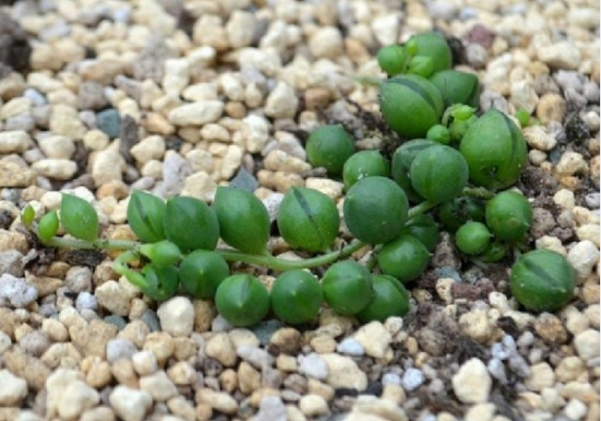 珍珠吊兰的资料