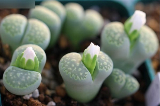 多肉植物基础养护办法：做好通风、控水和光照三要素