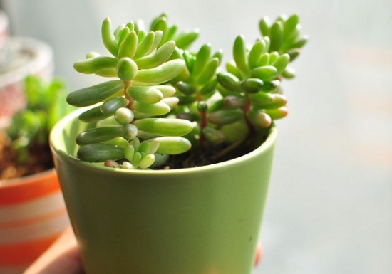 多肉植物基础养护办法：做好通风、控水和光照三要素