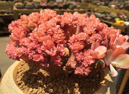 什么是多肉植物的缀化：多肉植物受到外界刺激而发生变异的现象