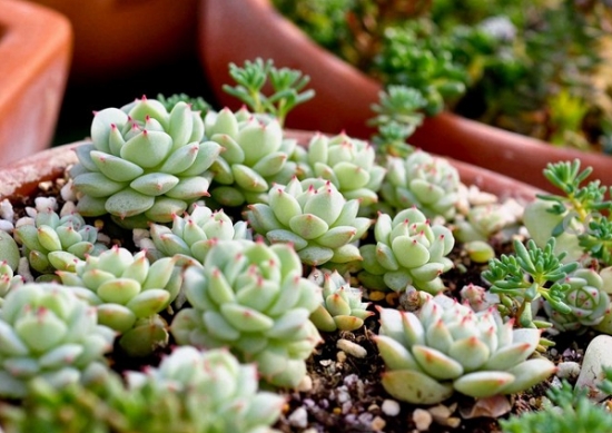 群生的静夜 静夜的花期及繁殖办法:静夜的花期一般在每年的2-4月份