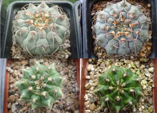 球球闷养前后对比(左闷养前,右闷养后) 闷养对多肉植物好不好:闷养好不好要视多肉的种类而定