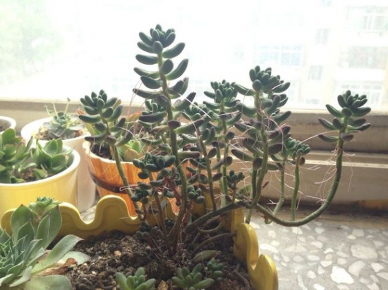 多肉植物为何会长气根：长气根是适应环境的表现,对本身并无危害