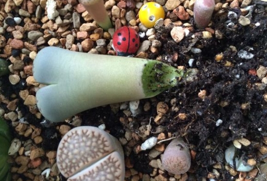 生石花烂根 生石花烂根的处理办法:放在明亮通风的地方晾干