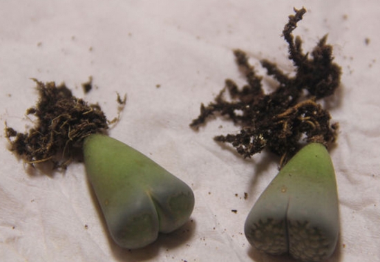 生石花烂根 生石花烂根的处理办法:放在明亮通风的地方晾干