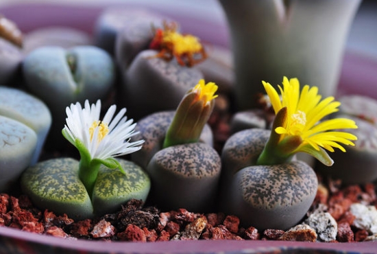 健康的生石花 生石花烂根的处理办法:放在明亮通风的地方晾干