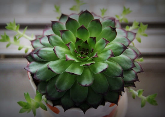 观音莲有什么作用：净化空气、观赏等作用