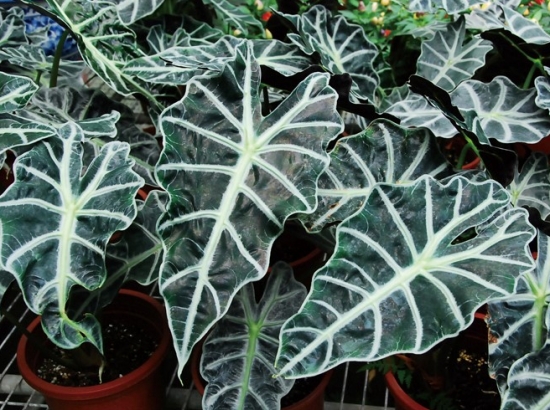 观音莲有什么作用：净化空气、观赏等作用