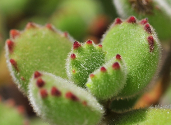 关于熊童子的那些事：有关熊童子养殖的具体介绍