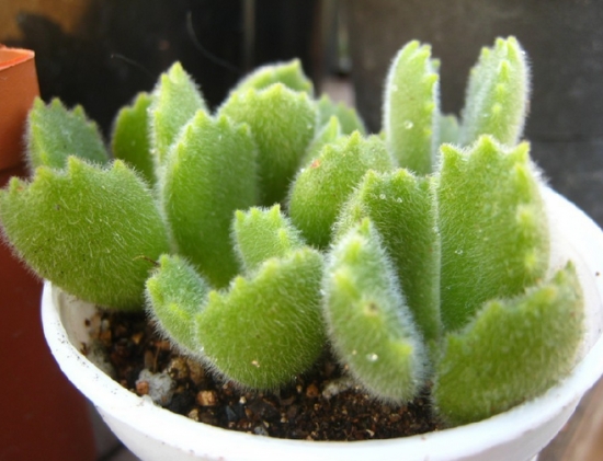 关于熊童子的那些事：有关熊童子养殖的具体介绍