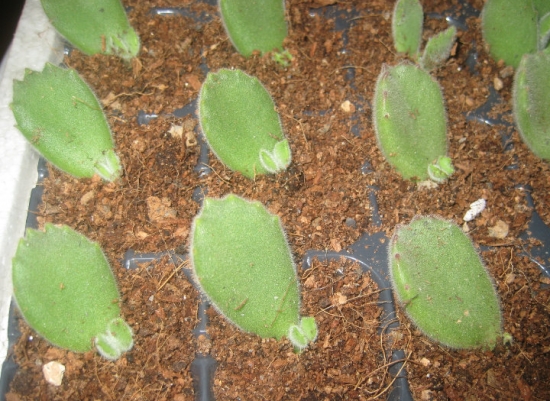 关于熊童子的那些事：有关熊童子养殖的具体介绍