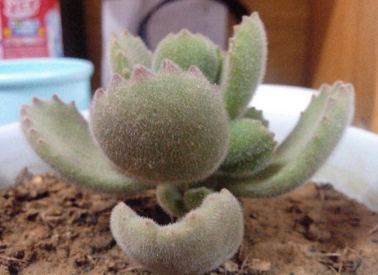 关于熊童子的那些事：有关熊童子养殖的具体介绍