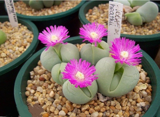 多肉银光玉的资料：银光玉的基本资料及养殖办法的介绍