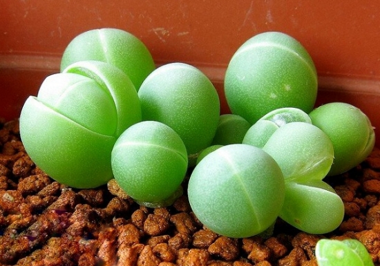 多肉银光玉的资料：银光玉的基本资料及养殖办法的介绍