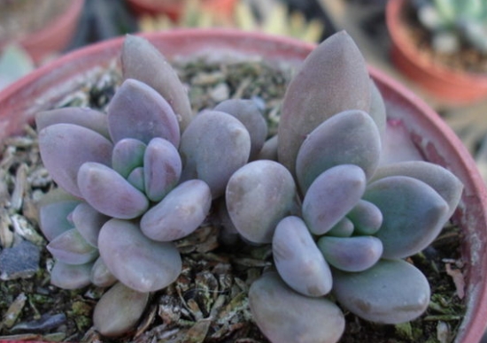 紫丽殿的养殖办法：喜欢阳光充足、凉爽干燥的环境