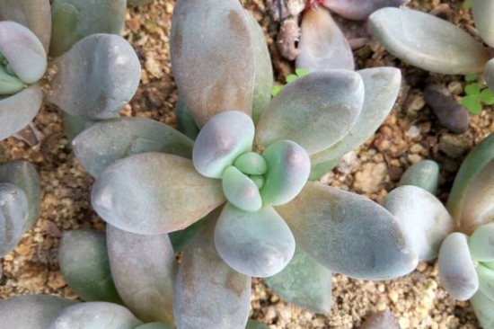 紫丽殿的养殖办法：喜欢阳光充足、凉爽干燥的环境