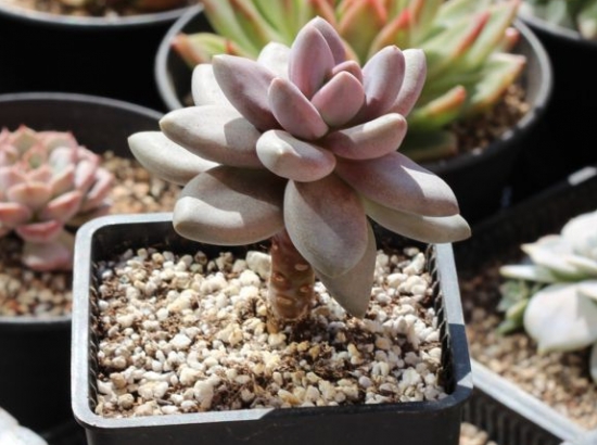 紫丽殿的养殖办法：喜欢阳光充足、凉爽干燥的环境