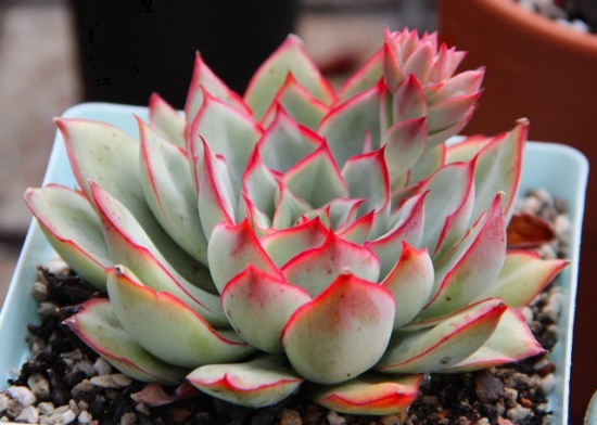 多肉的日常养护（经验篇）：多肉日常养护的具体介绍