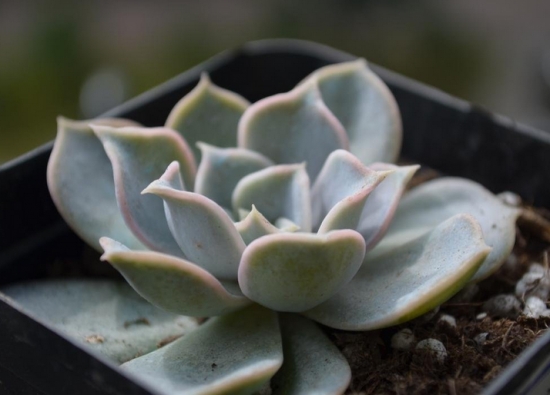 多肉的日常养护（经验篇）：多肉日常养护的具体介绍