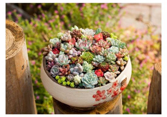 多肉植物播种：考虑培土、芽前芽后移栽等关键因素