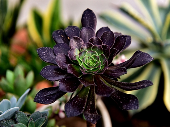 多肉植物播种：考虑培土、芽前芽后移栽等关键因素