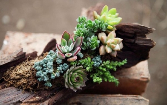 多肉植物播种：考虑培土、芽前芽后移栽等关键因素