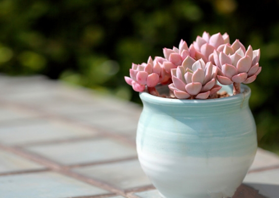 多肉植物播种：考虑培土、芽前芽后移栽等关键因素