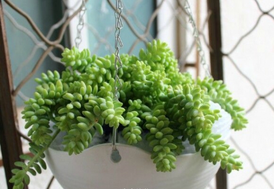 新玉缀的养殖办法 新玉缀的养殖办法:不要经常触碰,除夏季外其他季节要少浇水