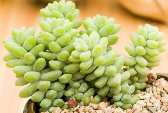 新玉缀 新玉缀的养殖办法:不要经常触碰,除夏季外其他季节要少浇水