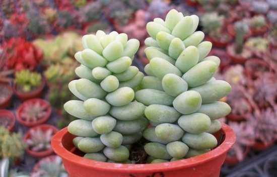 新玉缀 新玉缀的养殖办法:不要经常触碰,除夏季外其他季节要少浇水