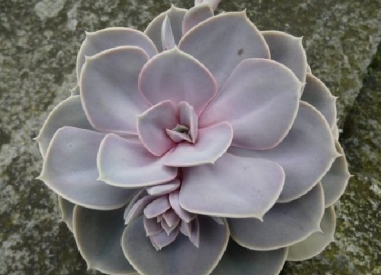 粉彩莲如何养殖：夏季留意遮阴通风，不能长期淋雨